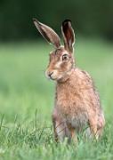 Feldhase - European Hare  (Lepus europaeus)